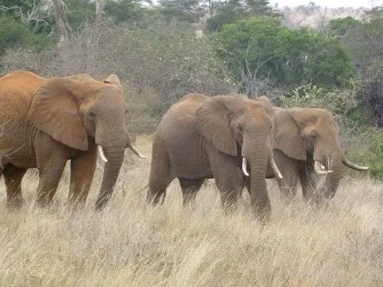 Orfanotrofio degli elefanti e centro delle giraffe Sheldrick