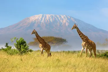 Vivete 6 giorni di safari in Kenya attraverso il Masai Mara, il lago Nakuru e l'Amboseli! Avvistate leoni, elefanti e rinoceronti con guide esperte. Prenotate oggi
