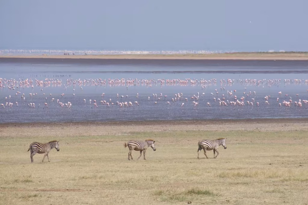 Lake Manyara safari tours