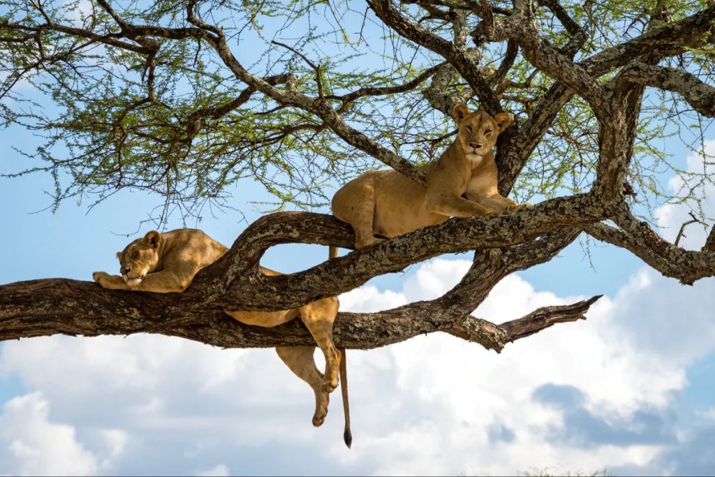 2 tree climbing lions in lake manyara during an 7 day Tanzania luxury safari