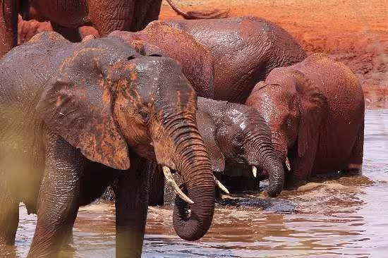 red elephants in tsavo east waterhole bathing to make to retail their red color during a 2 day safari from malindi