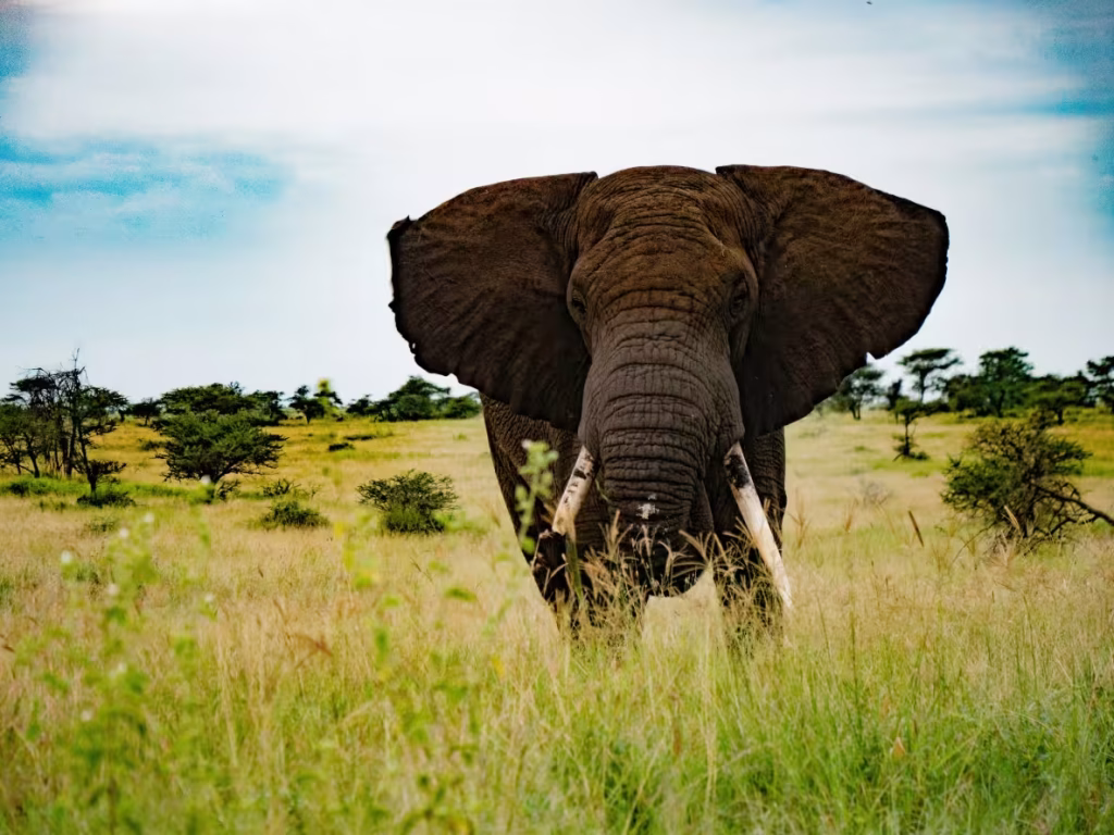 huge elephant in the serengeti feeding on the tal grasses during a 14 day Tanzania safari and Zanzibar
