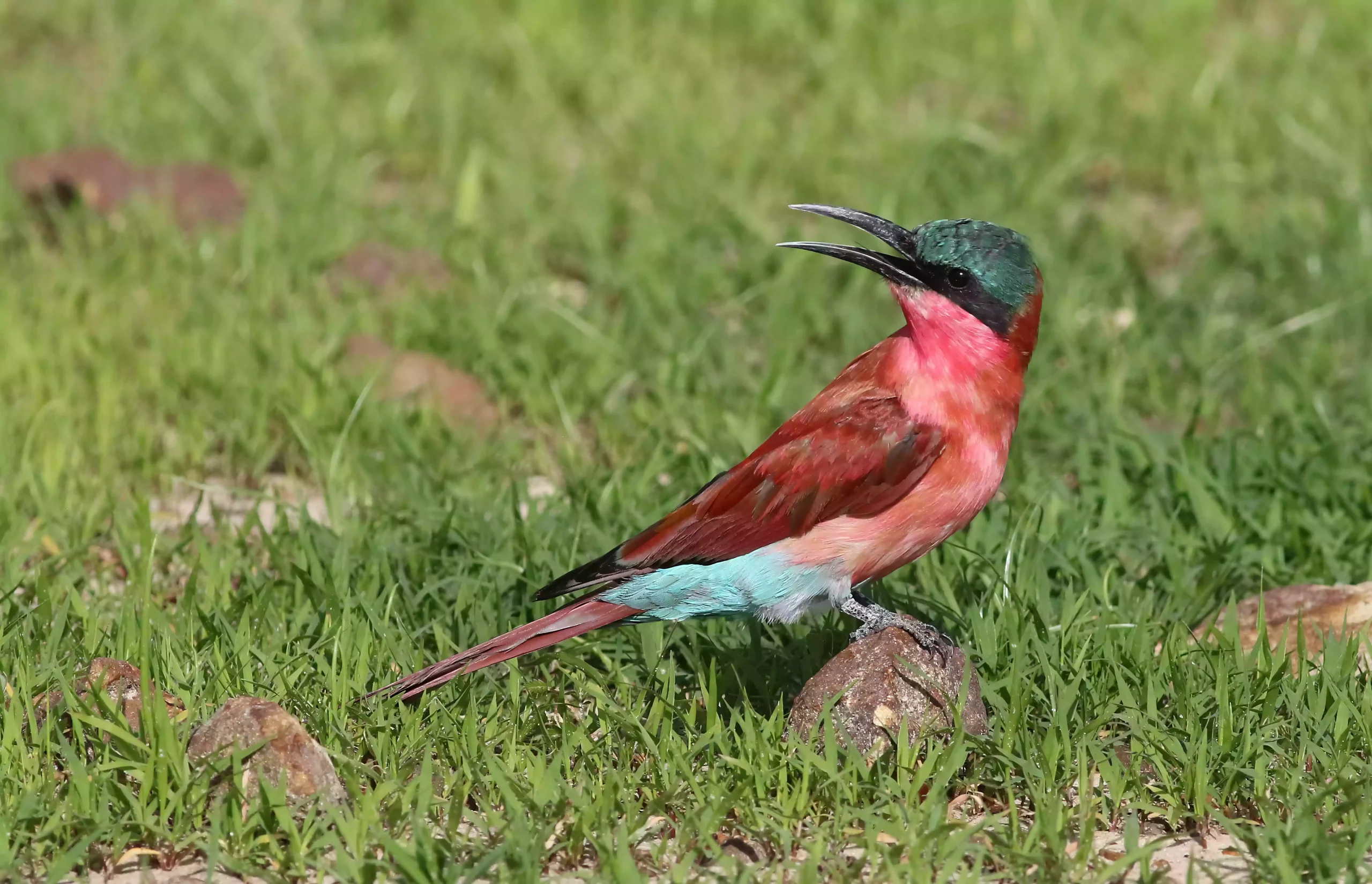 Beccaccia di miele carminio Tsavo orientale safari di birdwatching Tsavo orientale