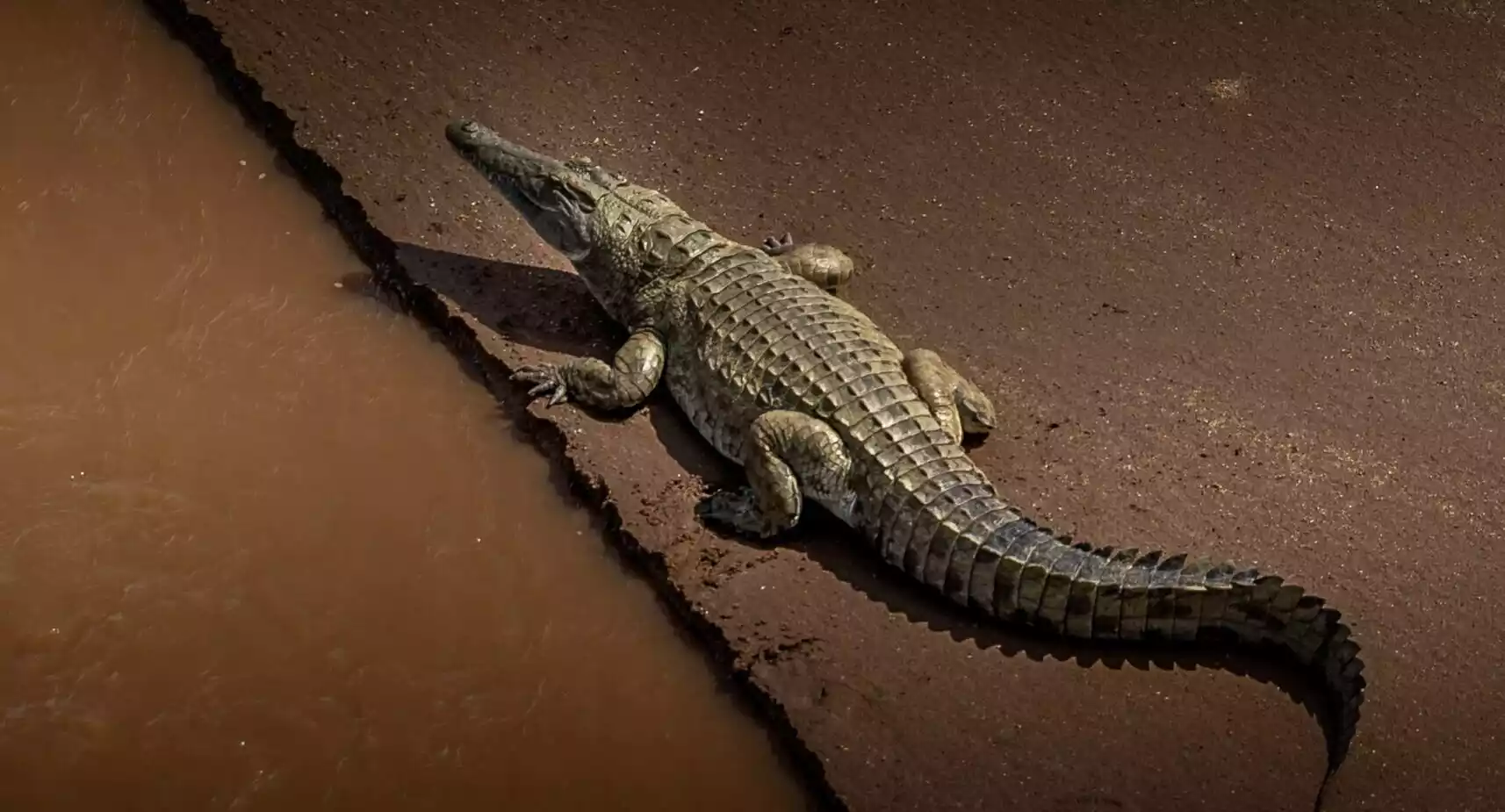 Coccodrilli del fiume Galana nello Tsavo Orientale