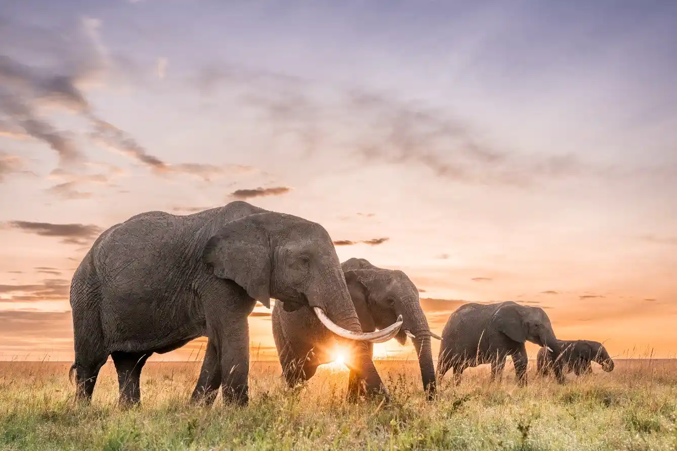 Safari ad Amboseli dalla costa mombasa, watamu, malindi