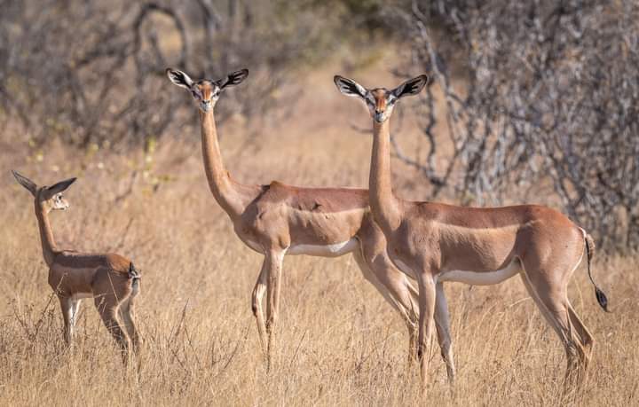 Gerenuk Tsavo East in piedi sulle zampe posteriori