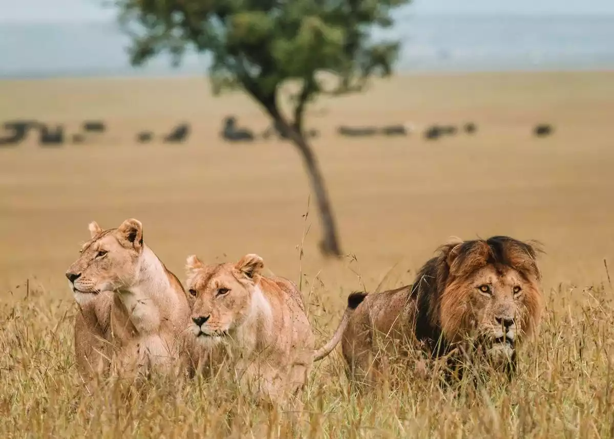 Safari nel Maasai Mara dalla costa: branco di leoni nella savana del Maasai Mara