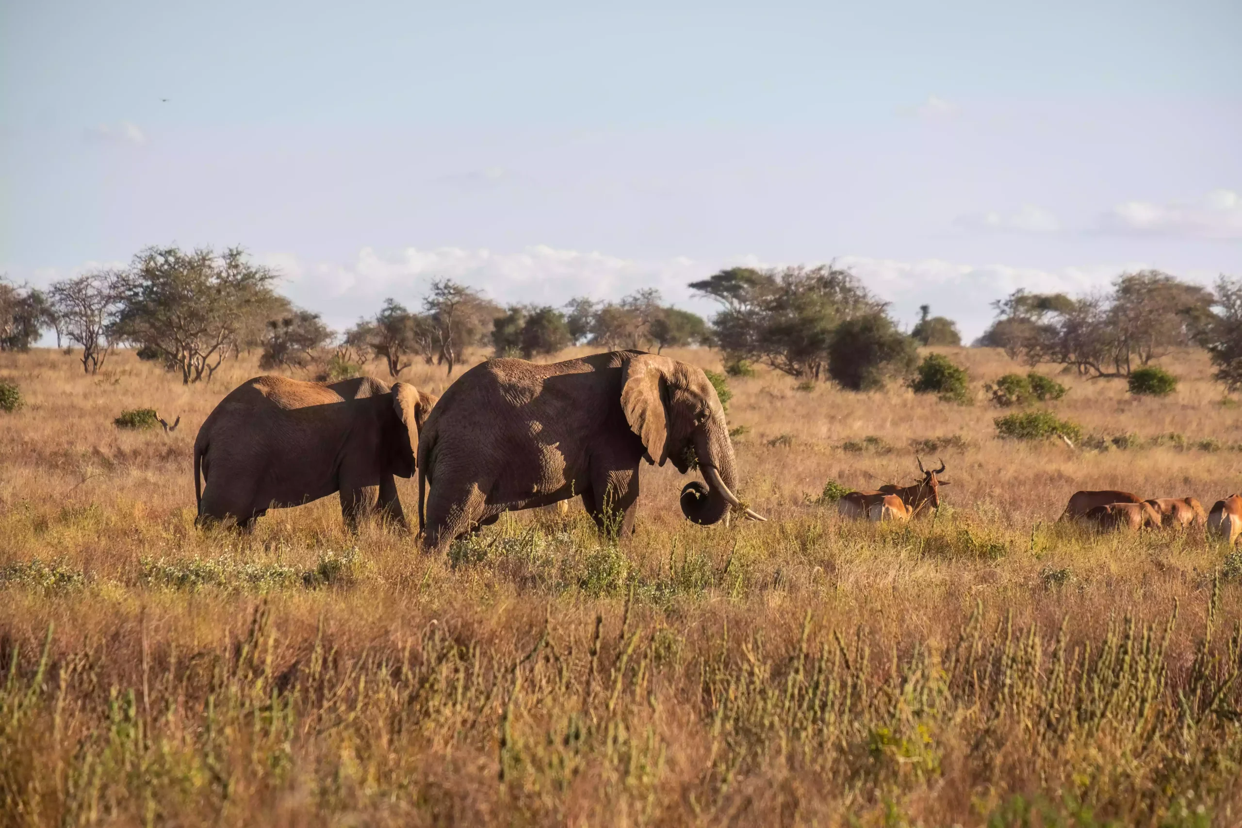 Safari Nello Tsavo Ovest Dalla Costa: branco-elefanti-cervi-prateria-giungla-Tsavo occidentale