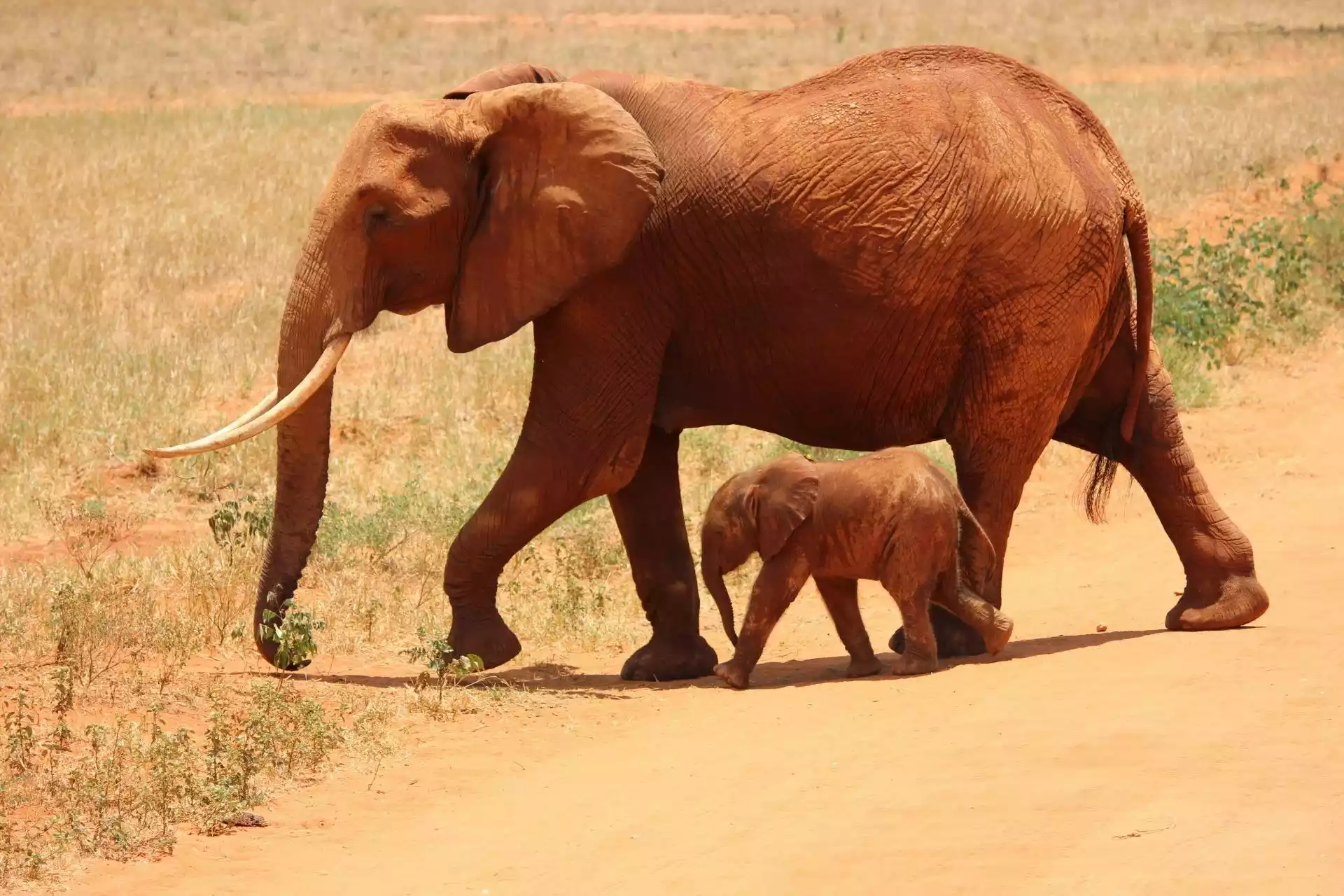elefanti rossi Parco Nazionale dello Tsavo Est Kenya