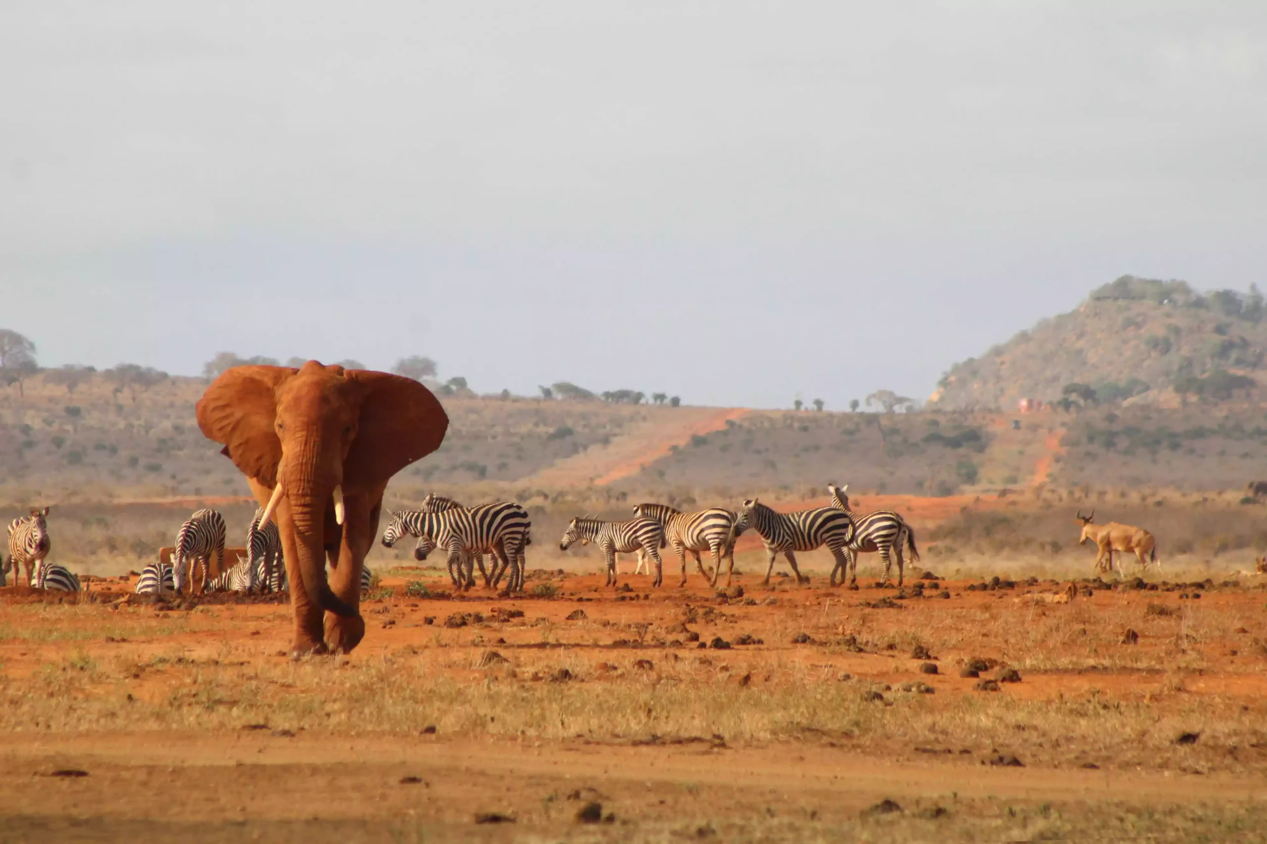 Safari nello Tsavo Est dalla costa: elefanti rossi Parco Nazionale dello Tsavo Est Kenya