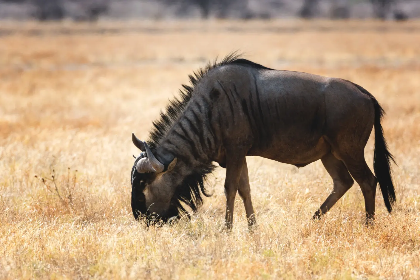 Grande safari di 10 giorni in Kenya