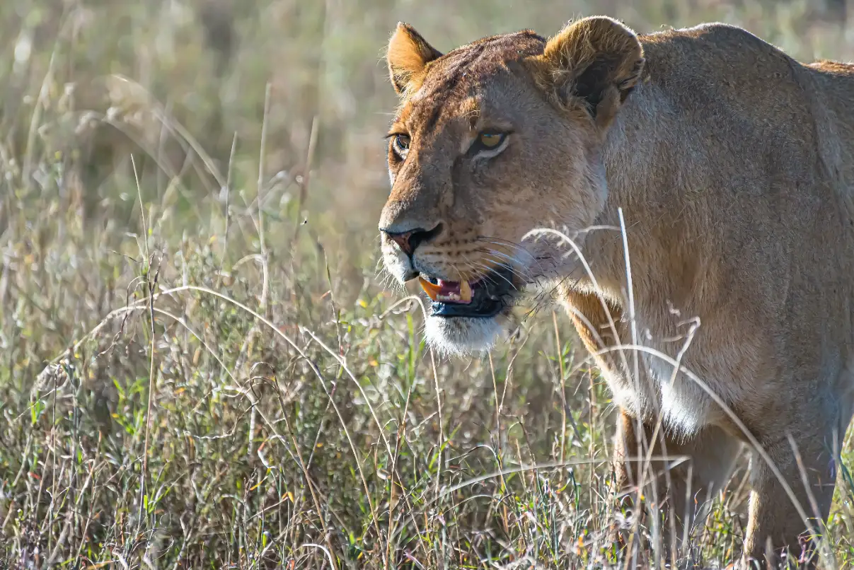Safari di 7 giorni in Kenya da Nairobi