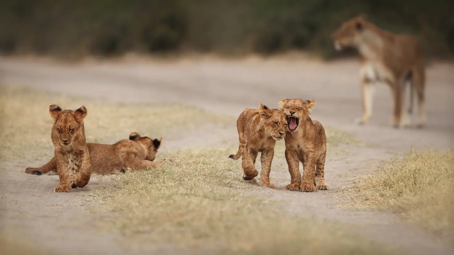 Safari di 3 giorni nel Maasai Mara Agosto