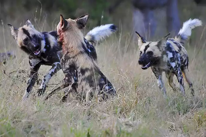 wild dogs hunting in Tsavo West
