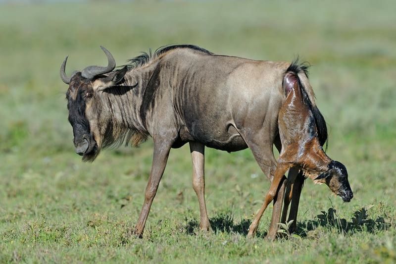wildebeest giving birth on the Amboseli green plains