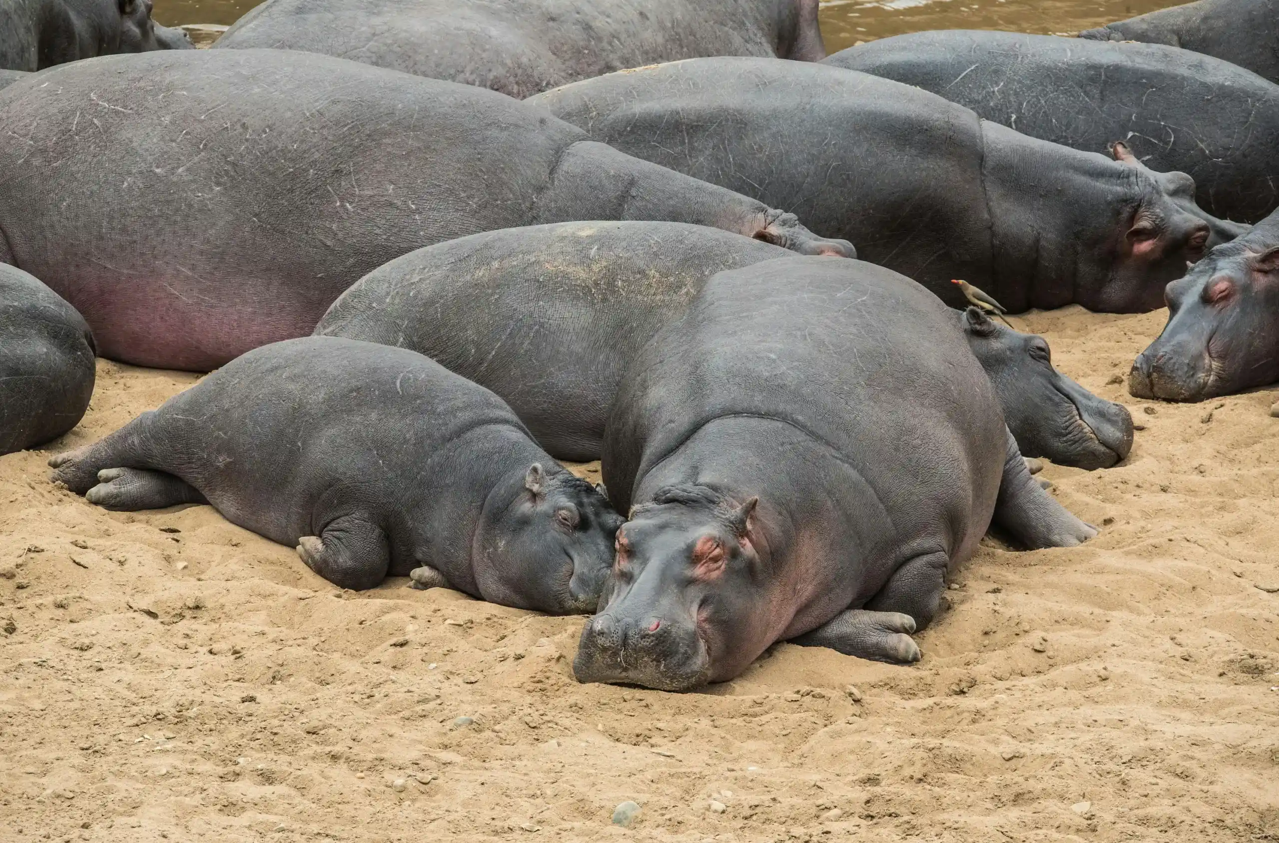 hippos resting along the Tsavo River