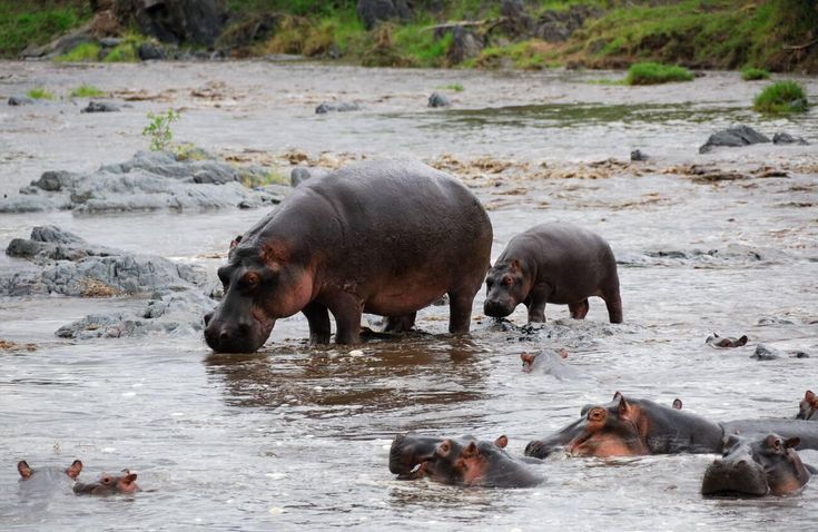 Enkongo Narok swamp, hippos and elephants of Amboseli