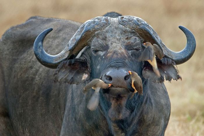 buffalo, Maasai Mara, Kenya