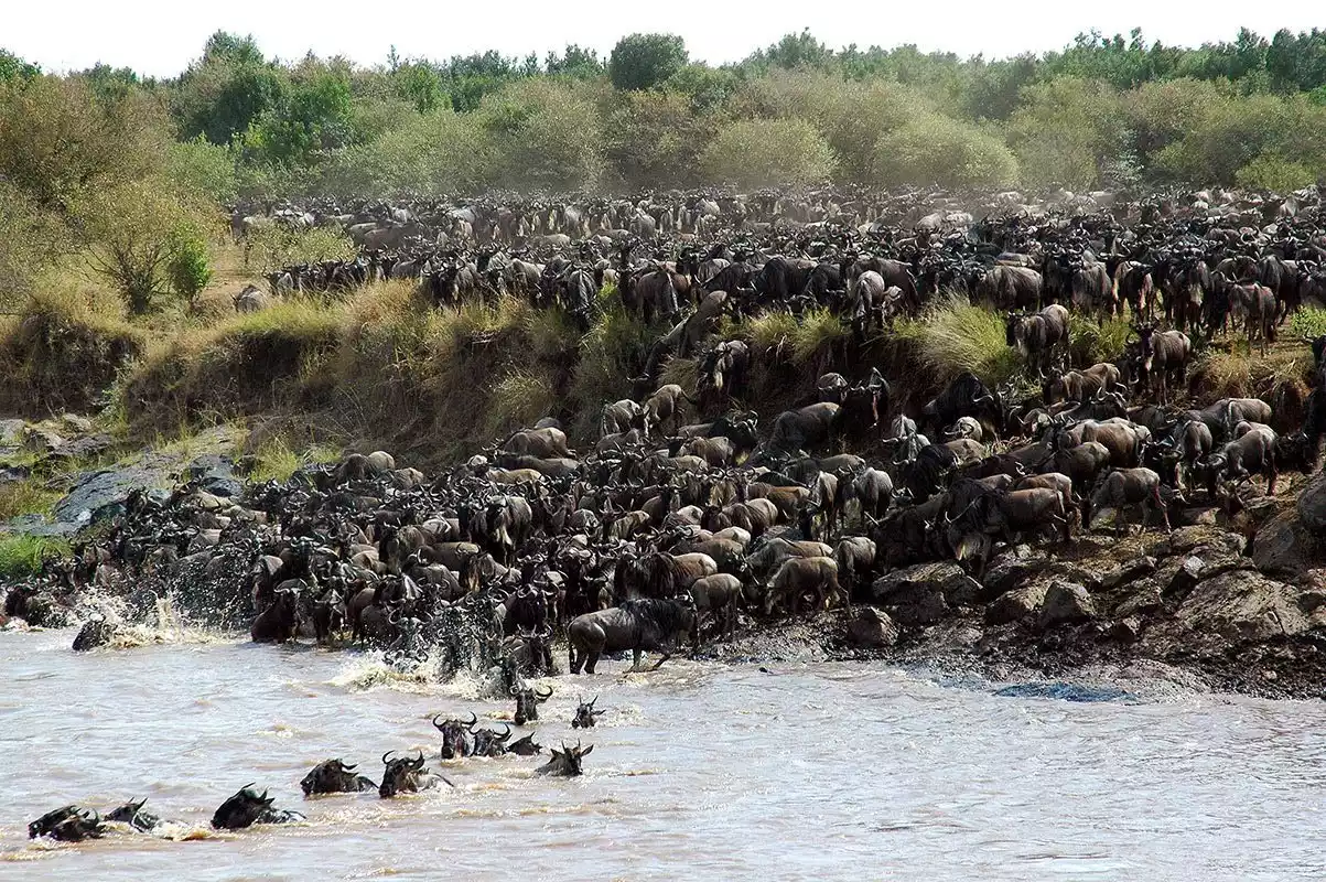 the great wildebeest migration crossing the Mara River