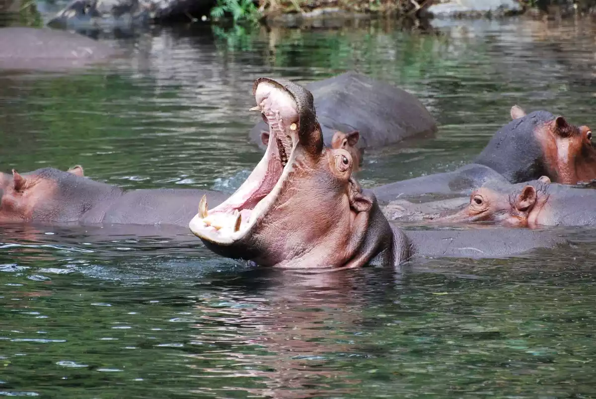 Ippopotami sott'acqua a Mzima Springs Tsavo occidentale