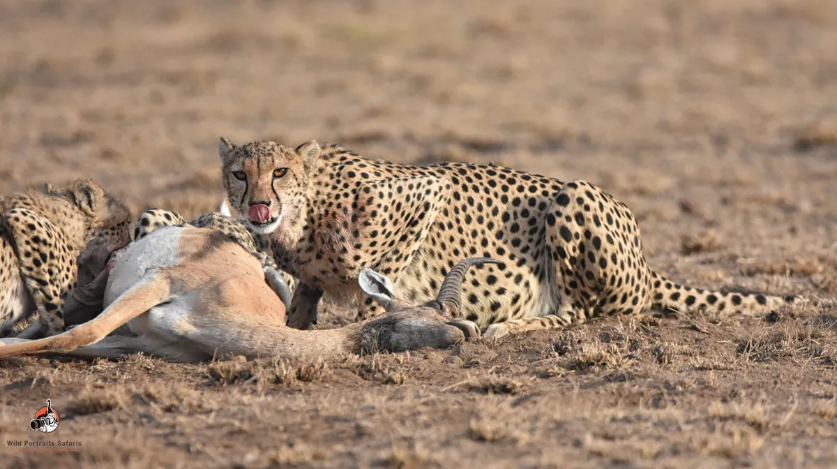 cheetah feeding, Amboseli safari from the coast