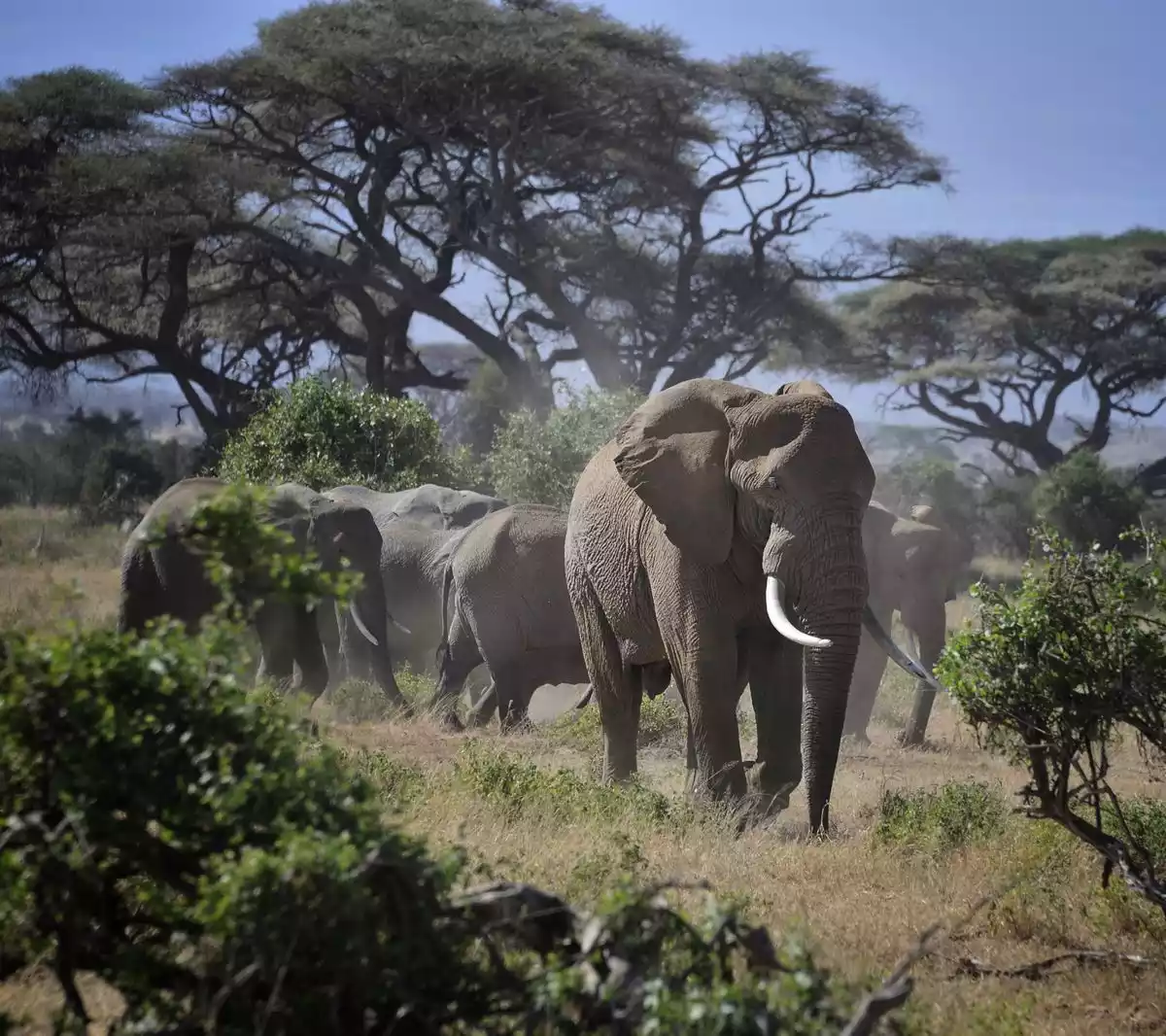 elephant on volcanic ground, Tsavo West, Kenya