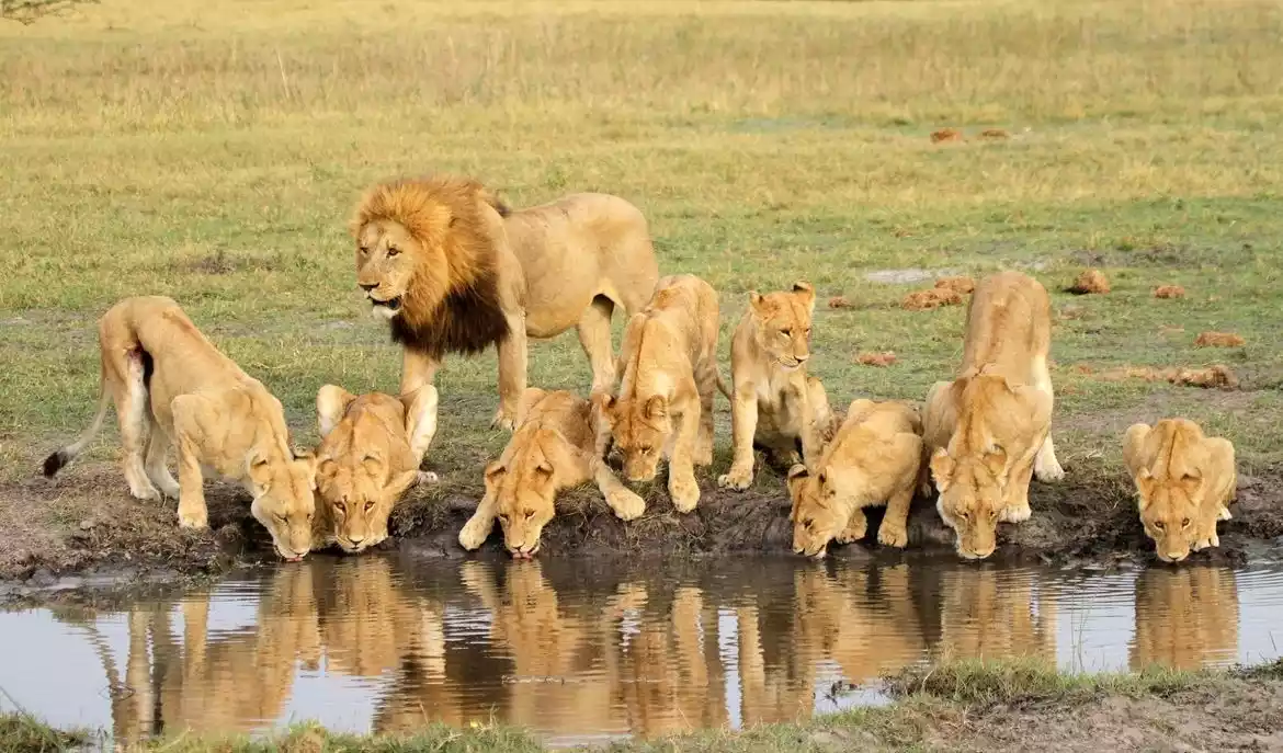 lion family drinking water at the Tsavo west national park