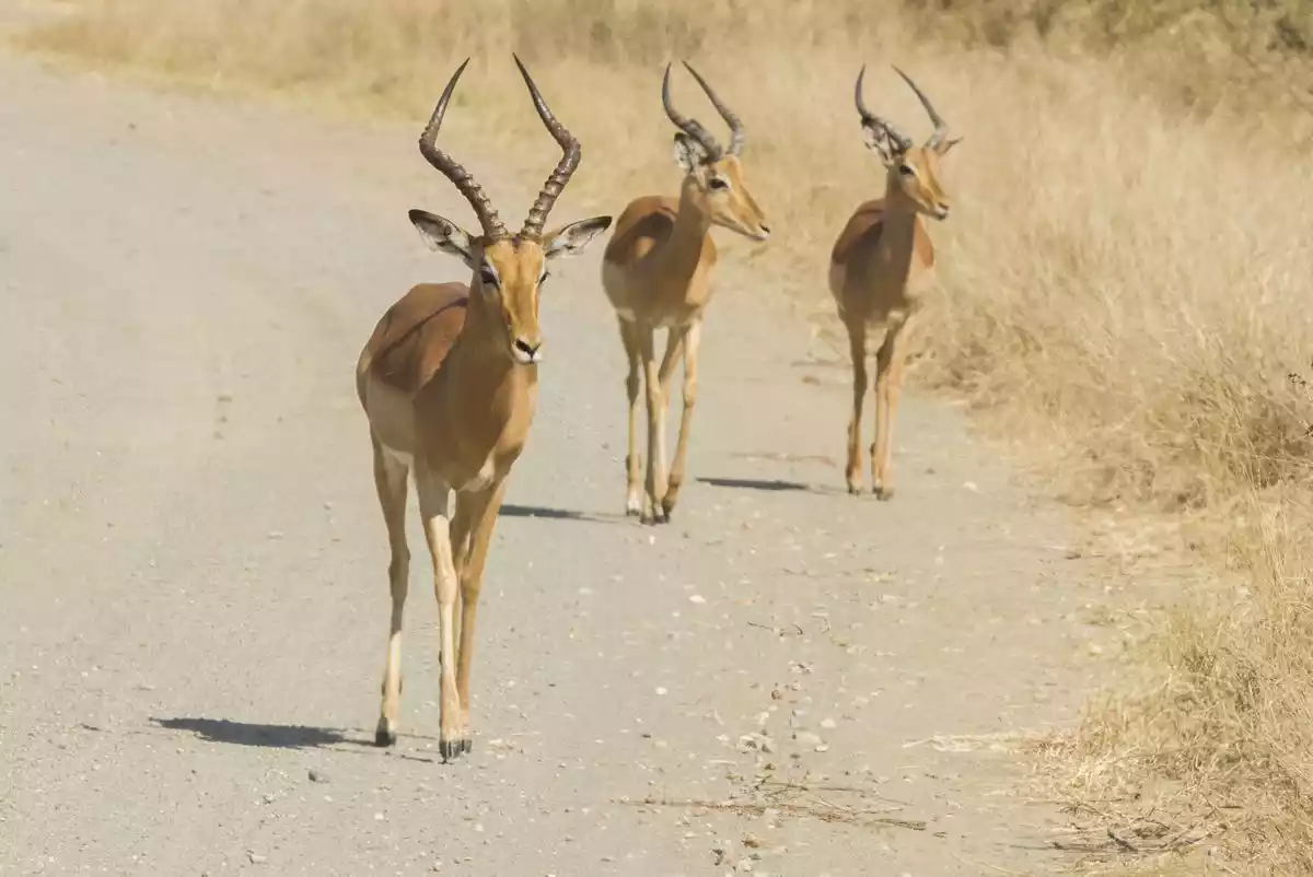 three impala walking along the open road in Amboseli park