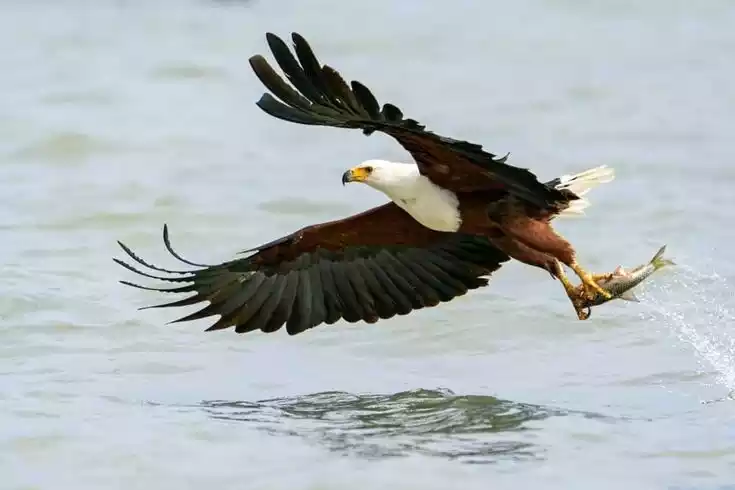 African fish eagle in amboseli