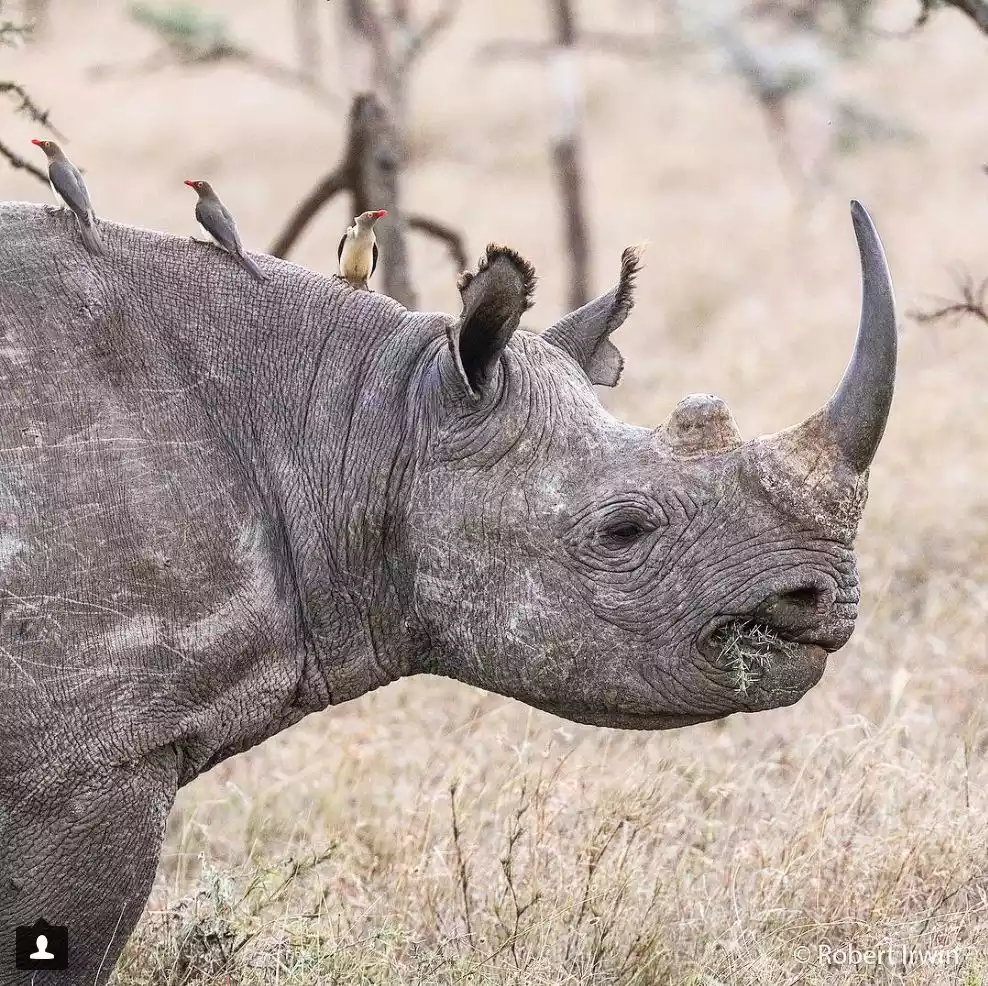 black rhino, Ngulia Rhino Sanctuary, Tsavo West