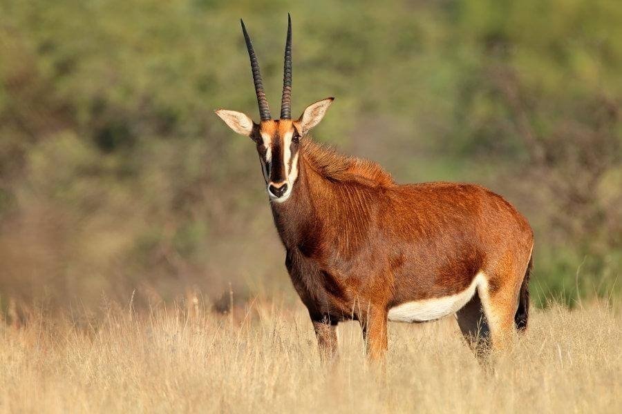 sable antelope, Shimba Hills day safari from diani