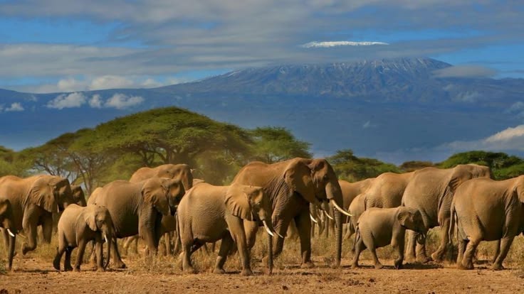 Elephant herd crossing an open plain with Mount Kilimanjaro in the background, Amboseli safari