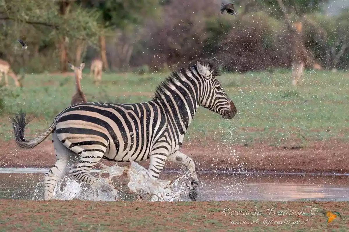 zebras in Tsavo West