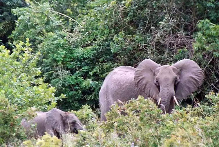 Elephants at Shimba Hills Half-day Shimba Hills safari