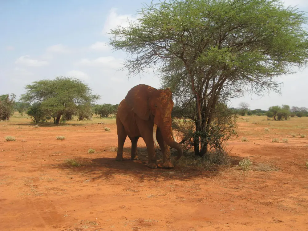 Book a safari from Malindi
