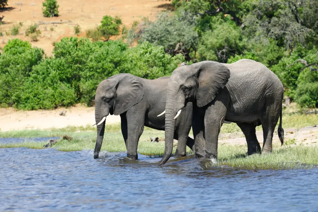 Tsavo East safari from Mombasa