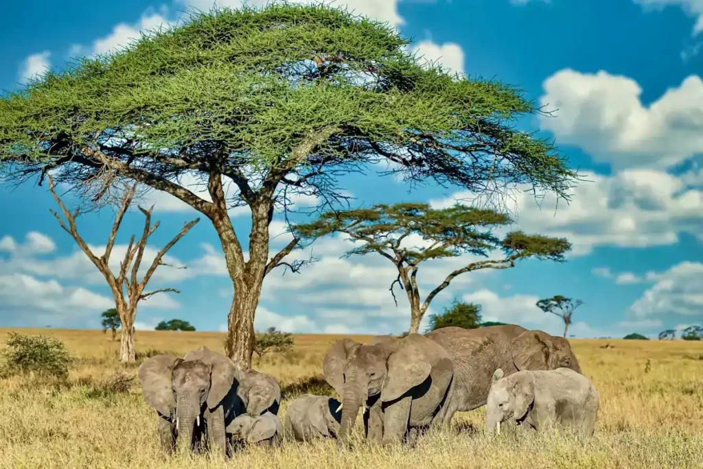 elephant herd walking through dry grassland, Kenya safari destinations from the coast