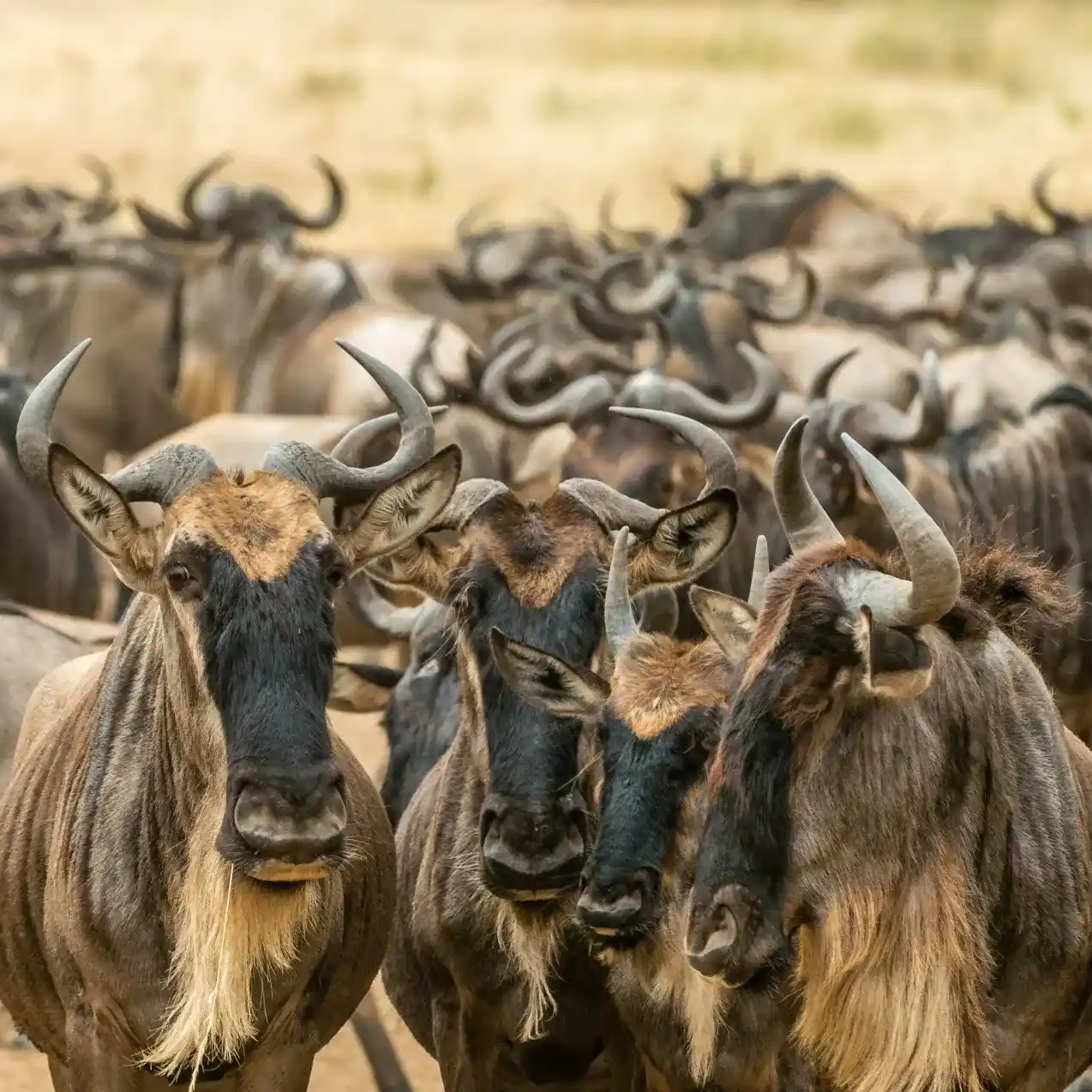 3 day flying safari to the Maasai Mara, wildebeest migration