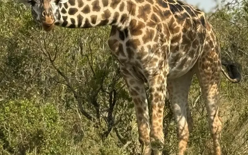 kenya safari