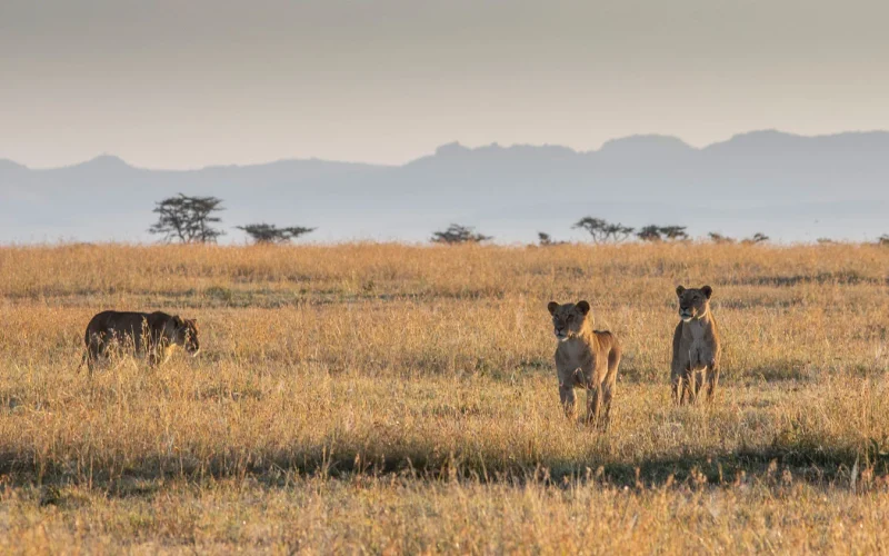 lion-cubs