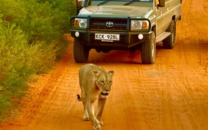safari tour
