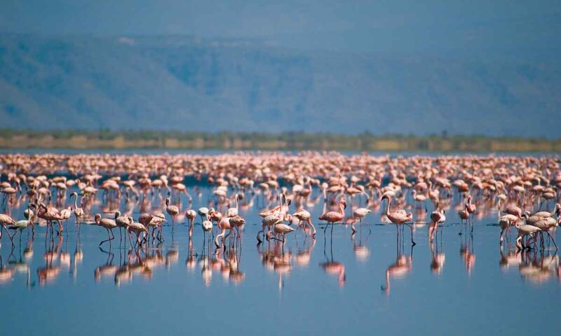 lake-manyara-flamingo