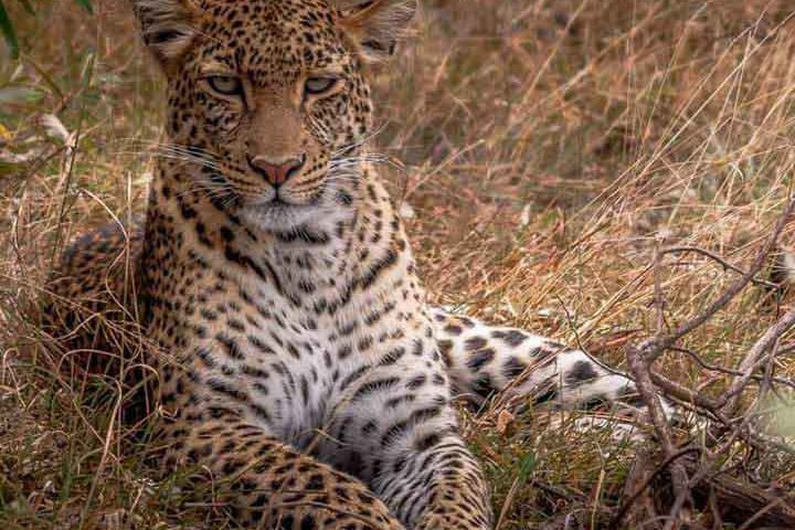 selous-tanzania-leopard.jpg