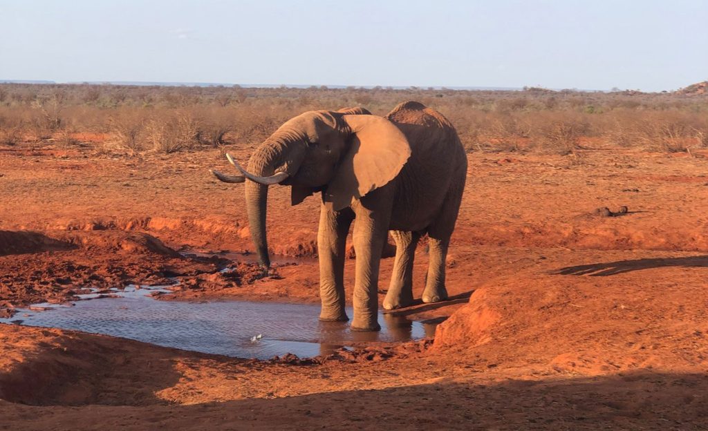 1 day Safari Tsavo East
