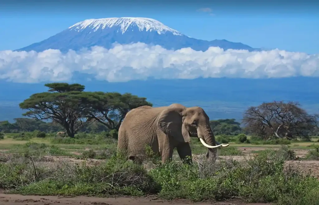 elephant in amboseli with mount kilimanjaro in the backround during a 3 Days Safari, Tsavo and Amboseli National Park