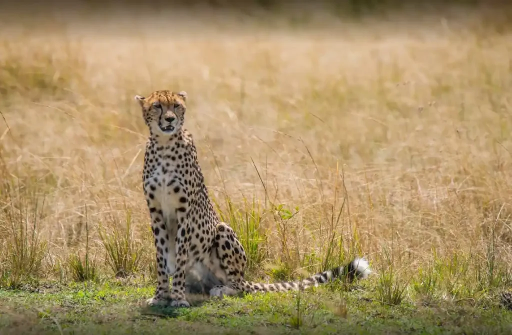 cheetar in the masai mara savana during a 4 Days Safari From Nairobi to Masai Mara with ahotsun safaris