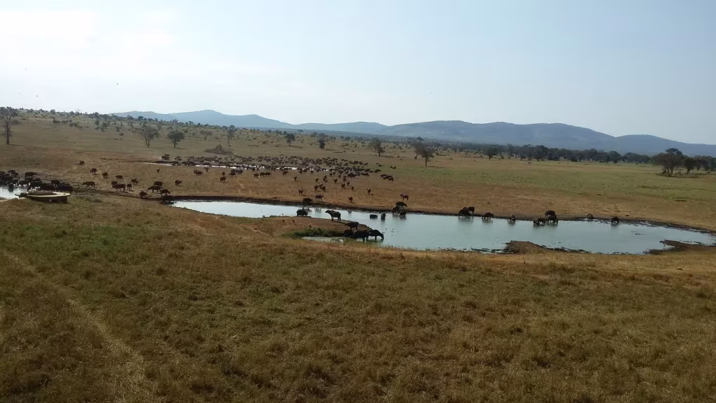 Panoramic view of a busy waterhole in Taita Hills Game Sanctuary, where a large herd of cape buffalo and other wildlife gather around the water's edge, with the Taita Hills in the background, on a 3-day safari with Ahot Sun Safaris.