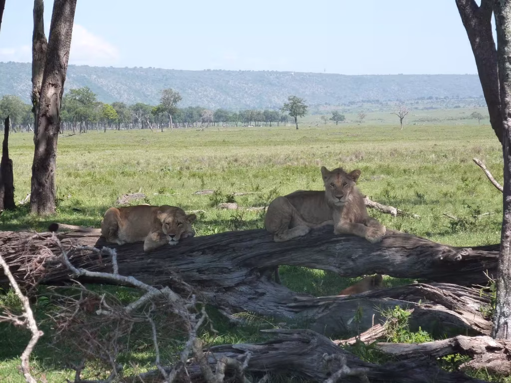 Two lions resting on a fallen log in the green savanna plains of the Maasai Mara, with more lions nearby, on a 4-day safari with Ahot Sun Safaris