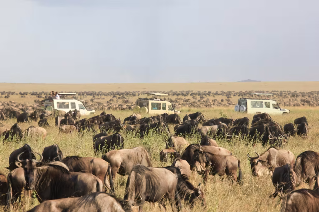 thousands of wilderbeast during a 3 days masai mara safari with ahotsun safaris