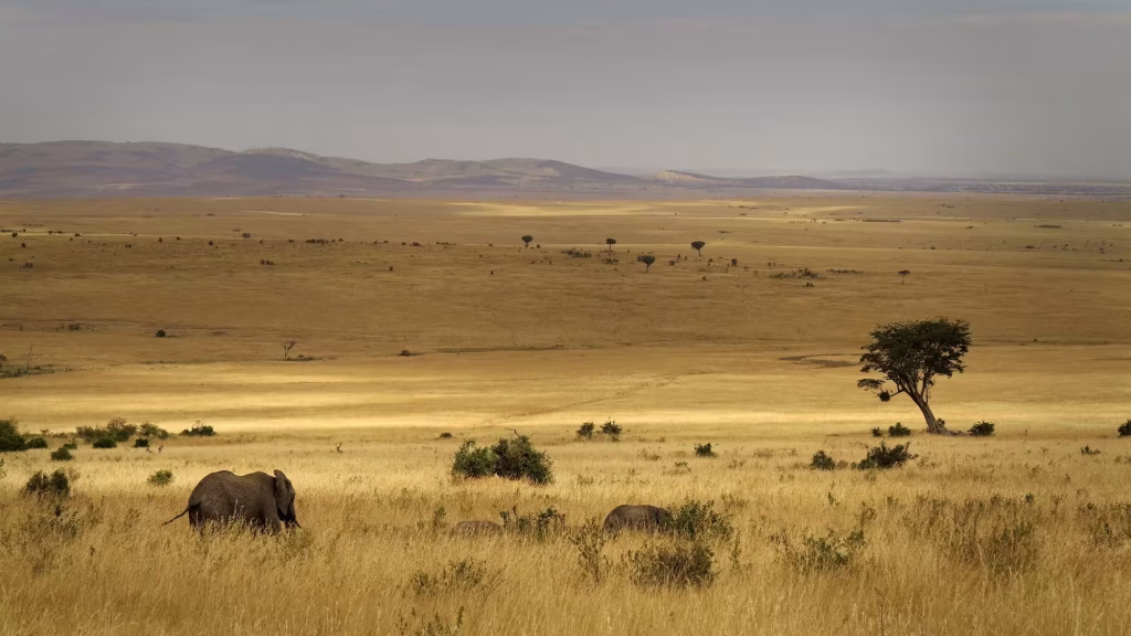 elephant in the wide beautiful savana during a 3 days masai mara safari with ahotsun safaris